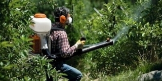 Itt permetezik a vadgesztenyefákat ma éjjel