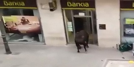 Óriási: bement a bankba egy bika Spanyolországban