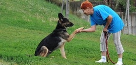 Kutyaiskolák: ötezerért alapnevelés