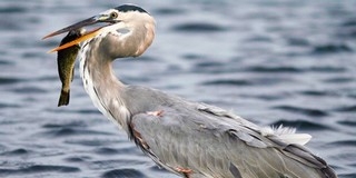 Ifjú kócsagőröket képeznek a Duna-Dráva Nemzeti Parkban Ifjú kócsagőröket képeznek a Duna-Dráva Nemzeti Parkban
