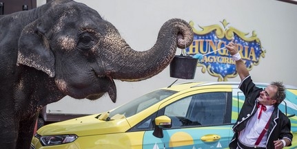 Egy hatalmas elefánt mos egy autót a Balatonon