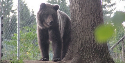 Lelőttek egy barnamedvét a bajmóci állatkertben