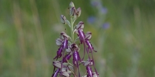 Pusztítás a Mecsekben: orchideatolvajokat keresnek Pusztítás a Mecsekben: orchideatolvajokat keresnek