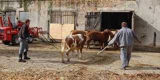 Nem jártak jól az elmúlt hónapokban az állattenyésztők Nem jártak jól az elmúlt hónapokban az állattenyésztők