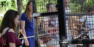 Májusban nyílt, de pénteken már a százezredik látogatót köszöntik a megújult Pécsi Állatkertben Májusban nyílt, de pénteken már a százezredik látogatót köszöntik a megújult Pécsi Állatkertben