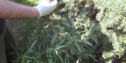 Az udvarban termesztették a kábítószergyanús növényeket