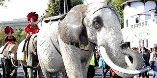 Elefántokkal vonulnak szombat délelőtt Pécsett Elefántokkal vonulnak szombat délelőtt Pécsett
