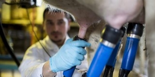 A nyers tej is okozhat vírusos agyvelő- és agyhártyagyulladást A nyers tej is okozhat vírusos agyvelő- és agyhártyagyulladást