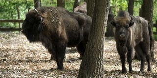 Európai bölényeket fejeztek le Spanyolországban Európai bölényeket fejeztek le Spanyolországban