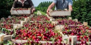 Szabálytalanul alkalmazta munkásait, lebukott Szabálytalanul alkalmazta munkásait, lebukott
