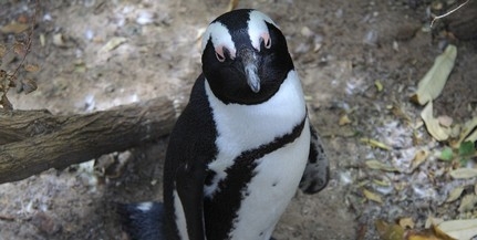 Állatvédők loptak ki egy pingvint egy állatkertből