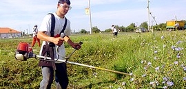 Pécsett is folyik a parlagfűirtás