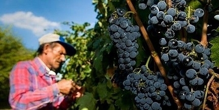 Tart a szüret Villányban, az országos átlagnál többet fizetnek idén is a szőlőért Tart a szüret Villányban, az országos átlagnál többet fizetnek idén is a szőlőért