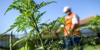 Polgárőrök kampányolnak a parlagfűmentes településekért Polgárőrök kampányolnak a parlagfűmentes településekért
