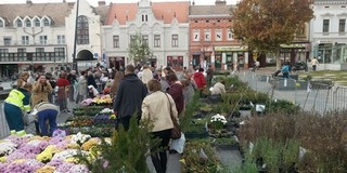 Újra szabad lesz a virágvásár a Kossuth téren, ritkaságokat is beszerezhetünk Újra szabad lesz a virágvásár a Kossuth téren, ritkaságokat is beszerezhetünk