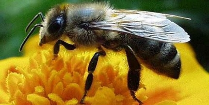 Feloldották a méhzárlatot Pécsett és környékén