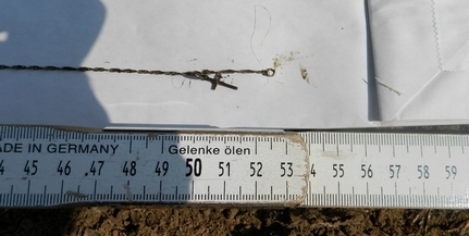 Holttestet találtak a napraforgó táblában Bólyban Holttestet találtak a napraforgó táblában Bólyban
