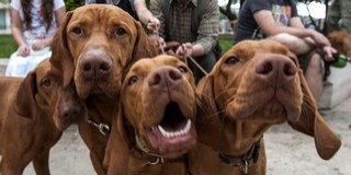 Országos Vizsla Főversenyt rendeznek Soponyán Országos Vizsla Főversenyt rendeznek Soponyán