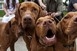 Országos Vizsla Főversenyt rendeznek Soponyán Országos Vizsla Főversenyt rendeznek Soponyán