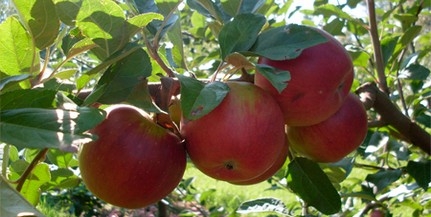 A magyar alma népszerűsítéséért kampányolnak