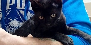 Ember az ilyen? Levideózta, ahogy egy macskát rugdos, a cicát állatvédők mentették meg Ember az ilyen? Levideózta, ahogy egy macskát rugdos, a cicát állatvédők mentették meg