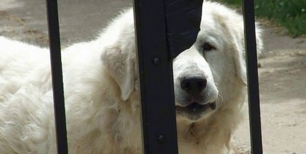 Agresszív kutyát enged szabadon egy férfi, gyerekekre és a többi ebre is veszélyes