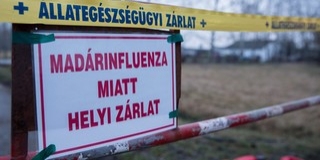 Néhány hét alatt 400 ezer állatot kellett megsemmisíteni Néhány hét alatt 400 ezer állatot kellett megsemmisíteni