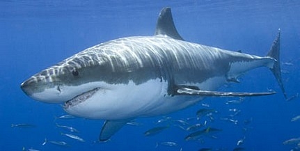 Kihalhat a Földközi-tenger cápa- és rájafajainak fele