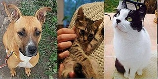 Állatok Karácsonyát rendeznek az állatmentők hétvégén