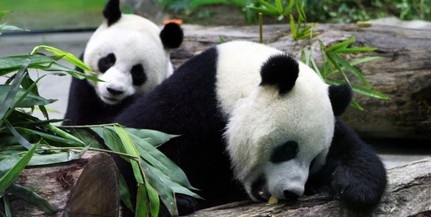 Elpusztult Long Hui, a rákos panda