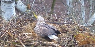 Már két kamera figyeli a nemzeti park rétisaspárját Már két kamera figyeli a nemzeti park rétisaspárját