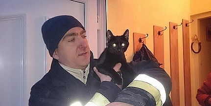 Önkéntes mentőcsapat hozta le a tízméteres fa tetején vacogó négy hónapos Olivért