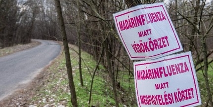 Minden állattartót kártalanítanak a madárinfluenza miatt Minden állattartót kártalanítanak a madárinfluenza miatt