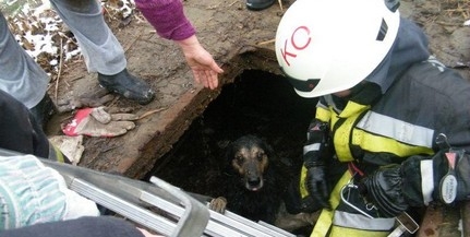 Tűzoltók mentették ki a gödörbe esett kutyát