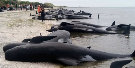 Több mint 400 delfin vetődött partra Új-Zélandon