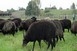 Fejleszti állattartó telepeit a Duna-Dráva Nemzeti Park Fejleszti állattartó telepeit a Duna-Dráva Nemzeti Park