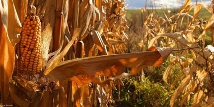 A kukoricát szennyező toxin hatásait vizsgálják A kukoricát szennyező toxin hatásait vizsgálják