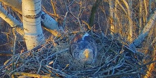 Tojást rakott a nemzeti park sasmamája Tojást rakott a nemzeti park sasmamája