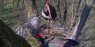 Megérkezett a Gemencbe az első fekete gólya Megérkezett a Gemencbe az első fekete gólya