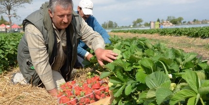 Még 10 napjuk van az őstermelőknek az érvényesítésre Még 10 napjuk van az őstermelőknek az érvényesítésre