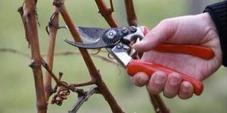 Metszési bemutatóra várják hétfőn az érdeklődőket Metszési bemutatóra várják hétfőn az érdeklődőket