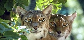 Hiúzok érkeztek az állatkertbe