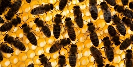 A méhek mintegy negyede hullott el Békésben a télen