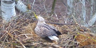 Kikelt a nemzeti park rétisaspárjának fiókája Kikelt a nemzeti park rétisaspárjának fiókája