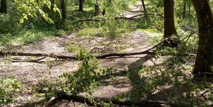 Letört, meghajlott ágak, kidőlt fák veszélyeztetik a közlekedést a parkerdőben