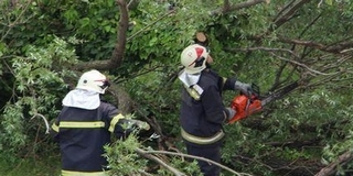 Fűrészeltek és a forgalmat is elterelték a tűzoltók, hogy megmentsék a madárfészket Fűrészeltek és a forgalmat is elterelték a tűzoltók, hogy megmentsék a madárfészket