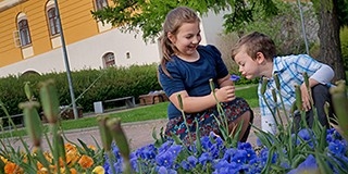 Szálanként lopják el a virágokat a közterekről, nyártól pótolni sem lehet a növényeket Szálanként lopják el a virágokat a közterekről, nyártól pótolni sem lehet a növényeket