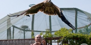 Felgyógyult, szabad lett a szárnytörött sas