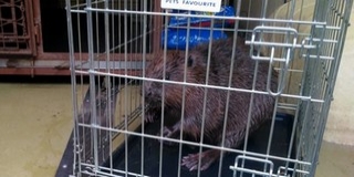 Egy eltévedt hódot mentettek ki a Balokányliget tavából, nem tudni, hogy került oda