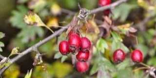 Gyomnövénytúrán vehetnek részt az érdeklődők